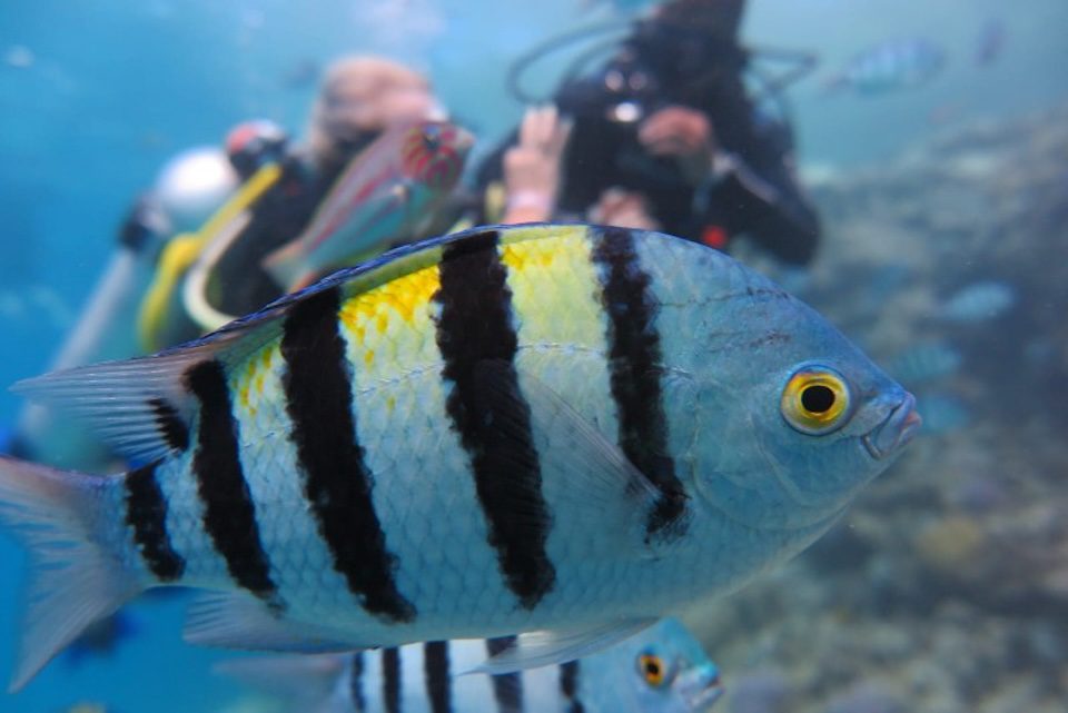 Marsa Alam Red Sea Red Sea trips